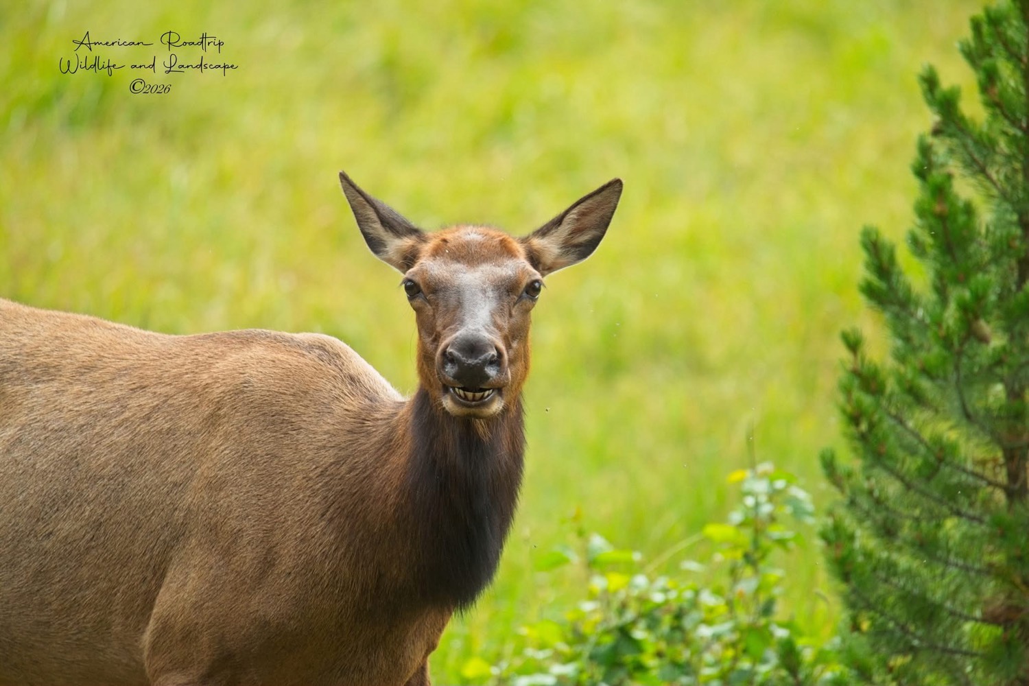 Elk looking toward camera