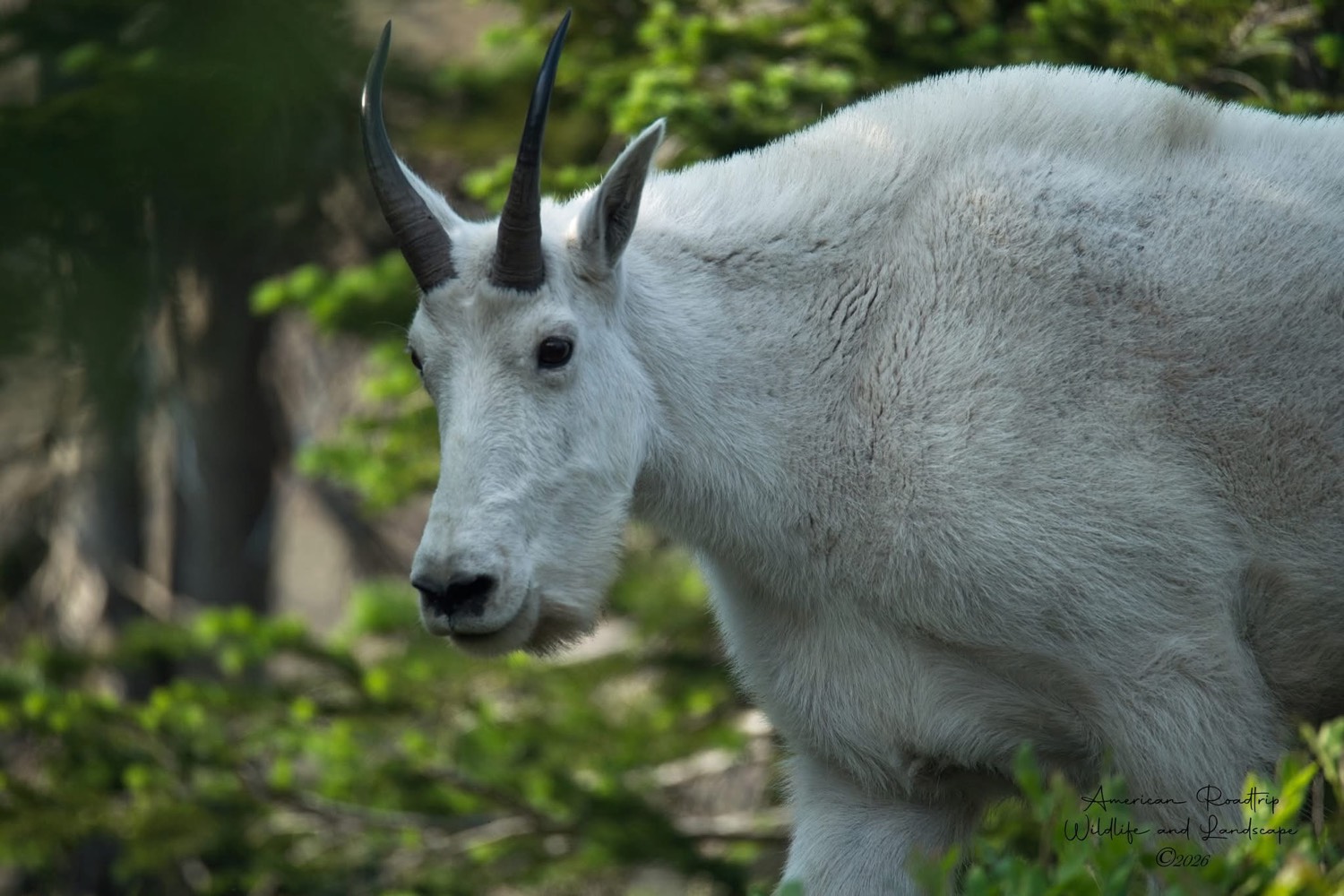 Mountain goat in forest