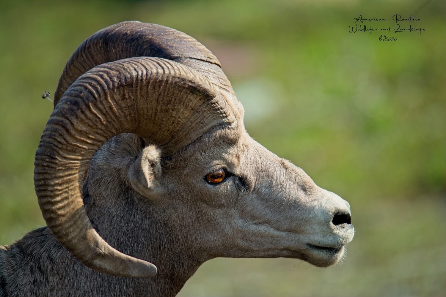 Bighorn sheep ram close-up