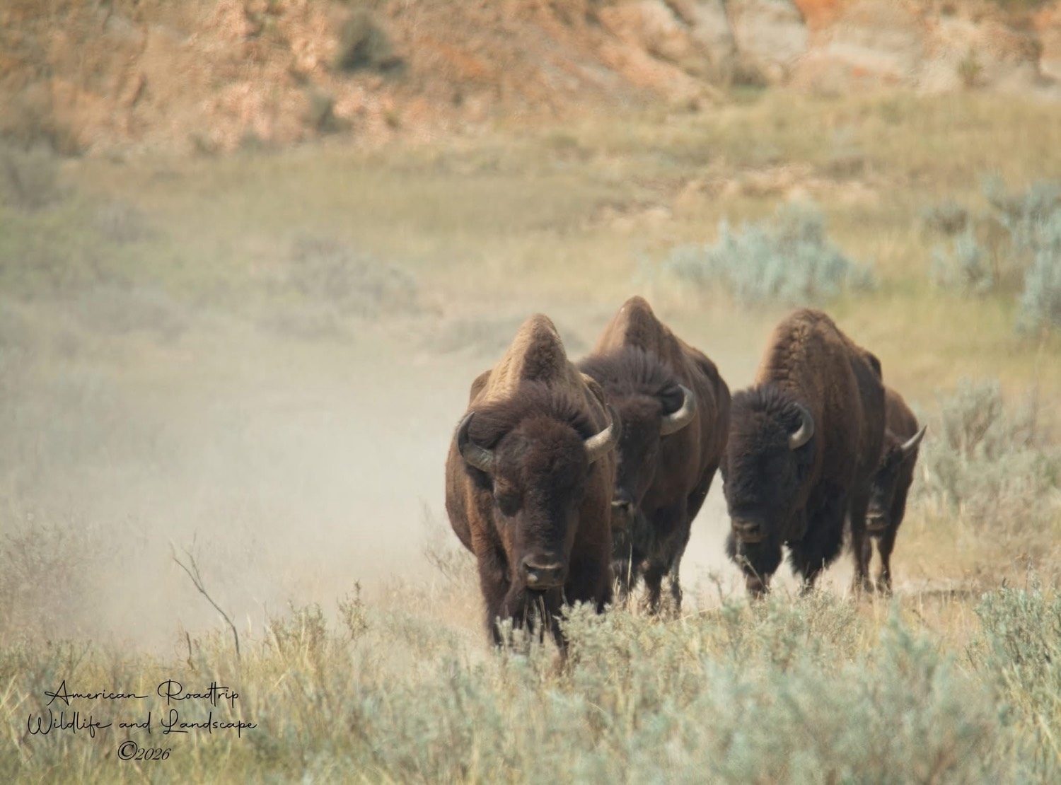 Herd of bison in dusty prairie