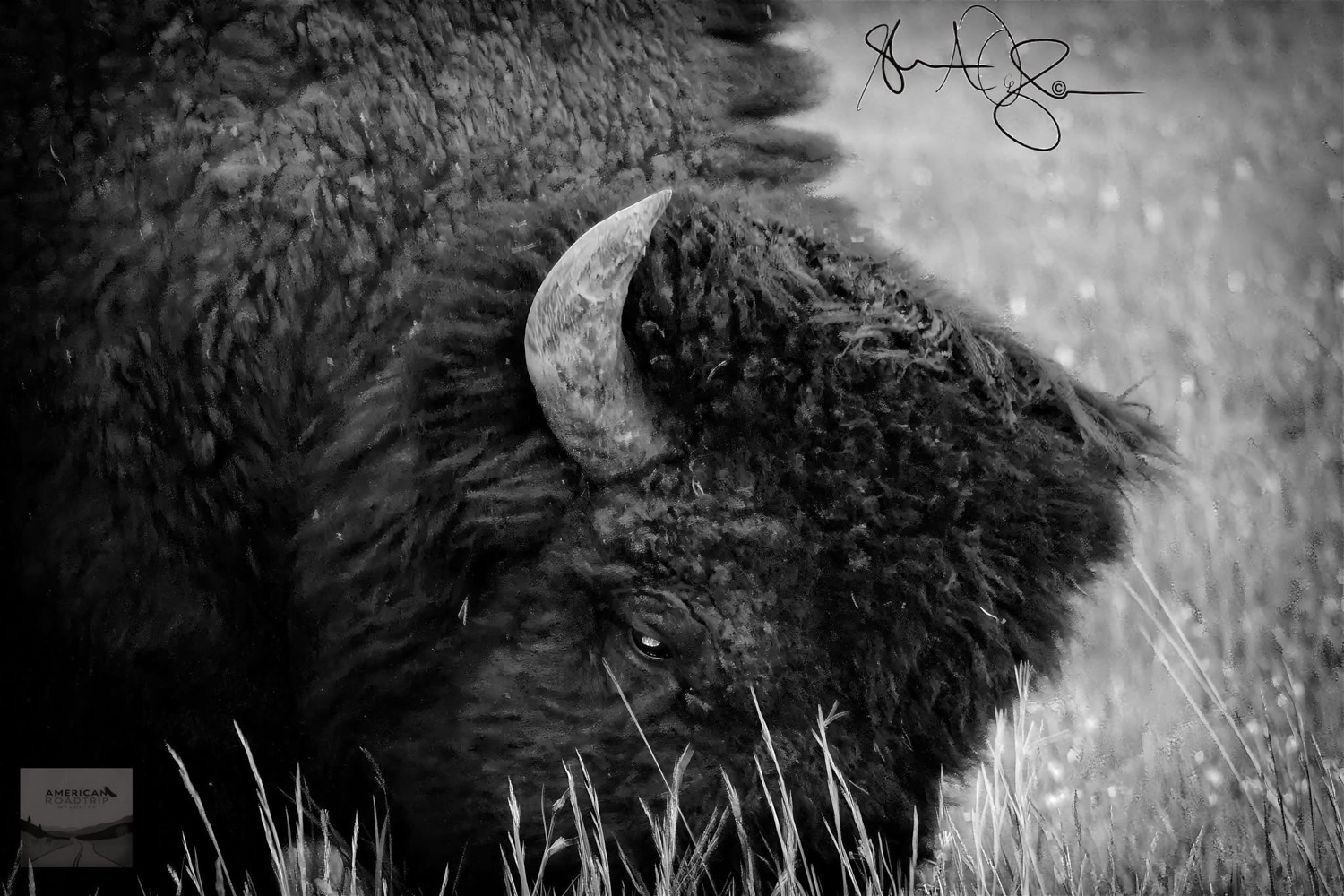Black and white close-up of American bison