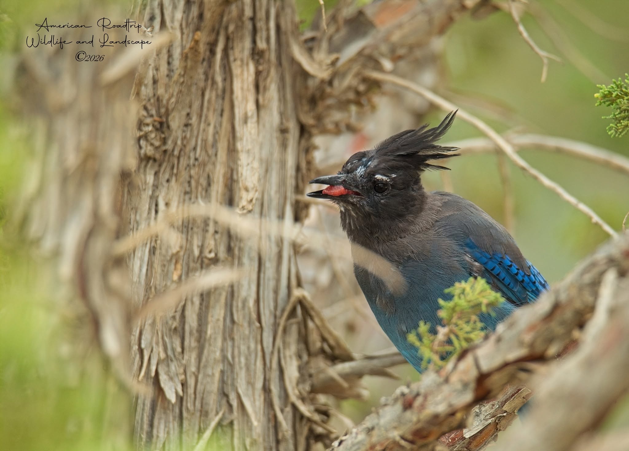 Steller's Jay with berries
